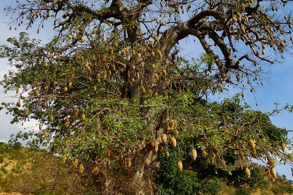kunst-04-baobabbaum8B8DA180-589A-DE07-AEAD-9C73EE9F77CF.jpg