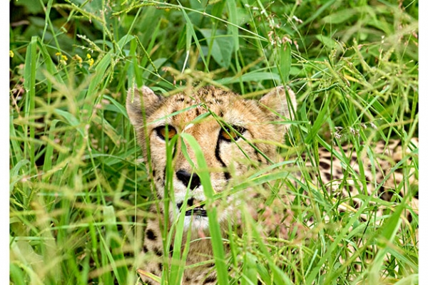 becker-10-cheetah443BD7D4-3C40-0B1B-A942-762DB2A6B172.jpg