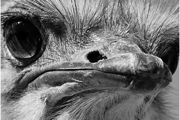 schaefer-031DDACB7B-6B24-F117-A78B-065A04DF03A3.jpg