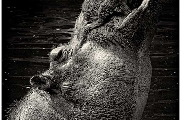 schroeder-09-happy-hippos21215541-AB05-C950-88C0-C896A8D75D48.jpg