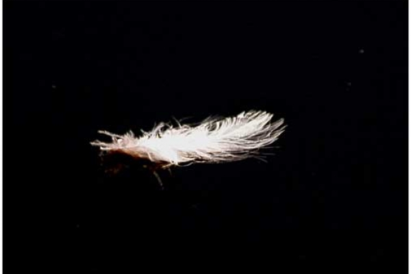 junk-05D5A3055C-8DC4-F0E3-9C25-957C695C3E83.jpg