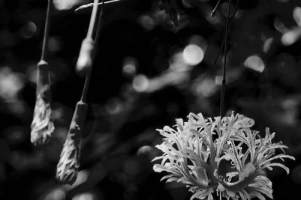 wollenberg-0246D42CB4-43F0-266F-9E3D-9A28D887CDC5.jpg