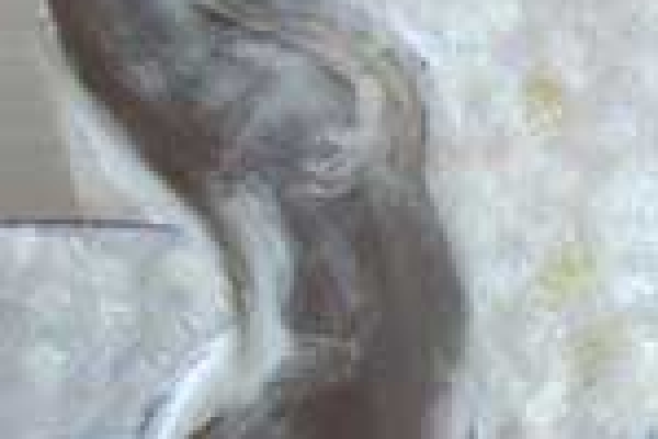 hoeren-02a33B4C860-FBA8-776B-C7CD-6EAFF580A411.jpg